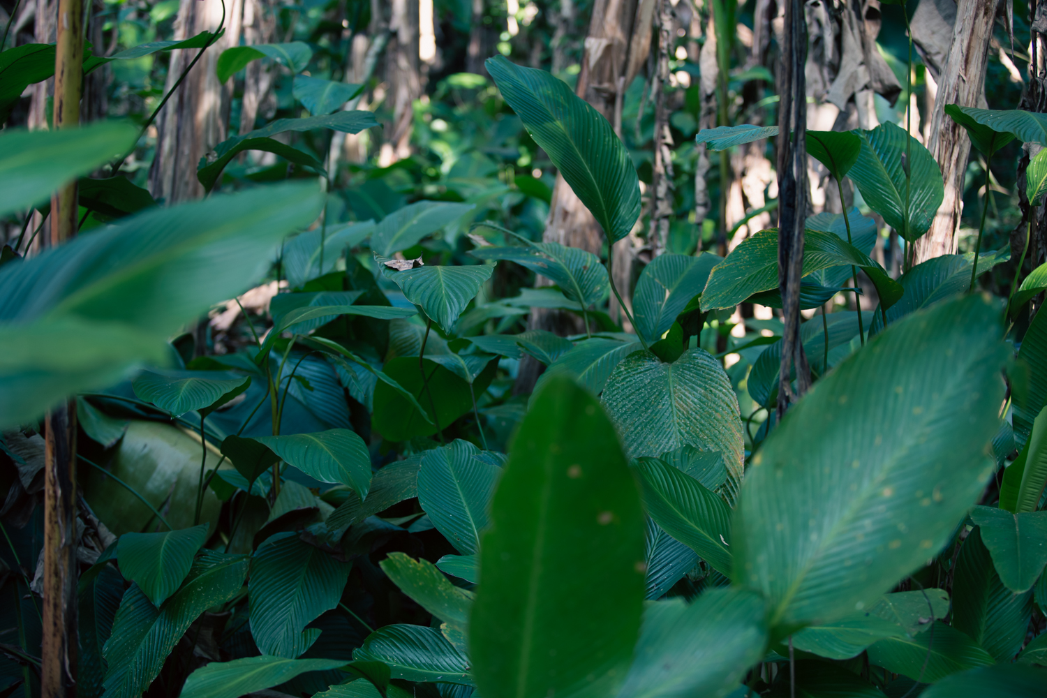 Forest banana trees and leaves at the edge of the miang field