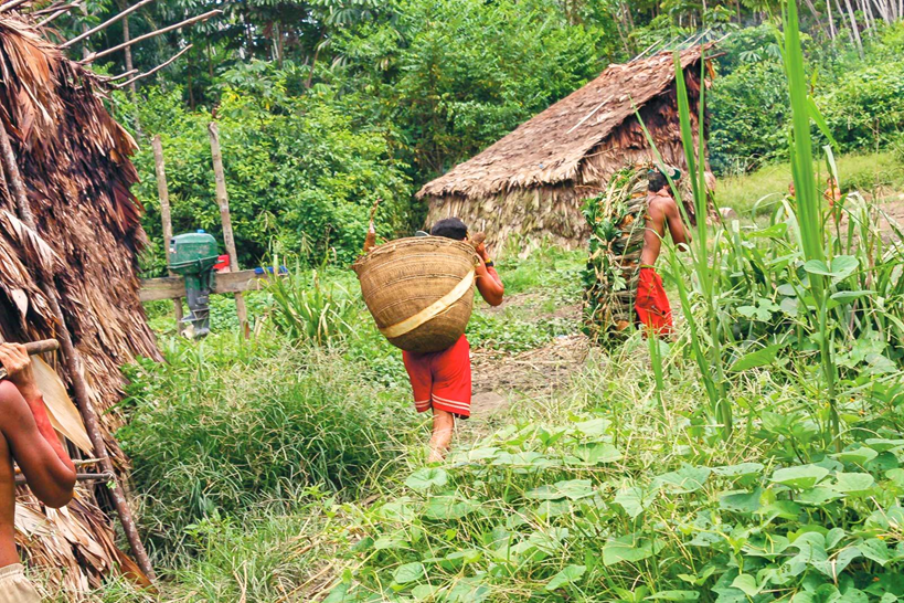 ภาพชนเผ่าพื้นเมืองจากทวีปอเมริกาใต้ ในผืนป่าดิบชื้นอเมซอน (ชาว Yanomami) ทำการเพาะปลูกพืชสวนในพื้นที่ทำกินเล็กๆ โดยมักปลูก พืชกินหัว อย่างมันพื้นบ้านและมันป่า พืชผัก ไม้ผล บางทีก็ปลูกพืชไร่ และได้แหล่งอาหารส่วนอื่นๆ มาจากการเก็บหาของป่าและล่าสัตว์