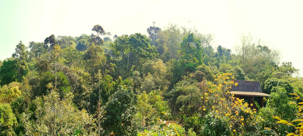 ภาพสวนป่าที่ตนพึ่งพิงอยู่อาศัย ณ ปัจจุบัน ซึ่งได้รับแรงบันดาลในการสับเปลี่ยนการดำรงอยู่มาจากวิถีชีวิตพื้นบ้านของตน และวิถีชีวิตของชนเผ่าพื้นเมืองที่ว่า “คนและป่าอยู่ร่วมกันได้อย่างอุดมสมบูรณ์เสมอ”